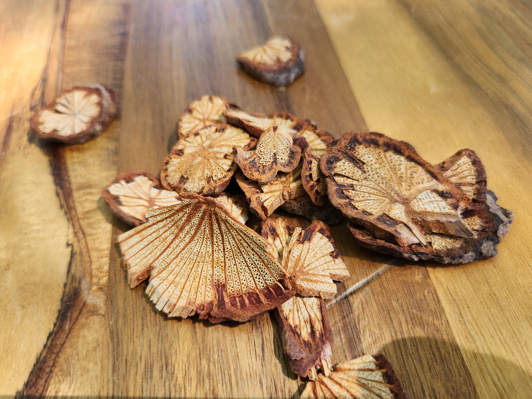 Sargentgloryvine Stem Vine